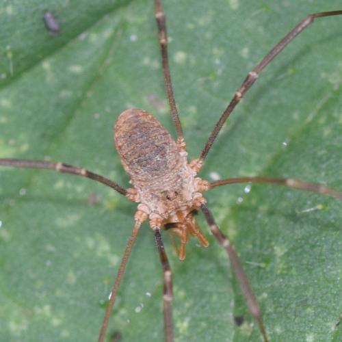 Réf. 334 589 : Phalangium opilio